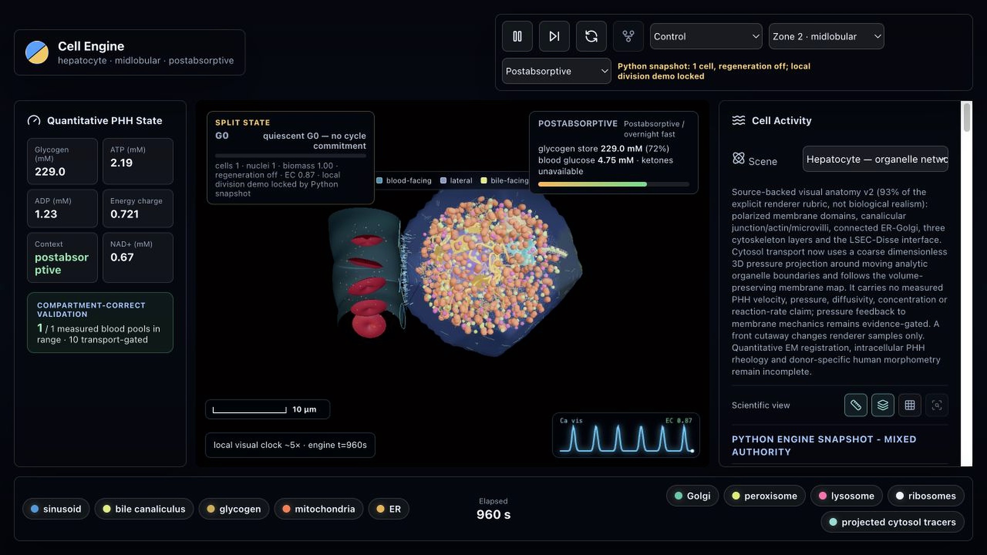 Cell Engine quantitative 3D hepatocyte simulation
